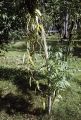 French Polynesia, vanilla bean vine growing on Moorea Island