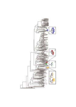 Image_5_Global Scale Dissemination of ST93: A Divergent Staphylococcus aureus Epidemic Lineage That Has Recently Emerged From Remote Northern Australia.PDF