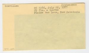[Grevillea in New Caledonia, envelope IE41-075]