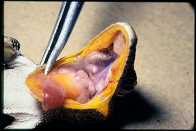 Eurydactylodes agricolae