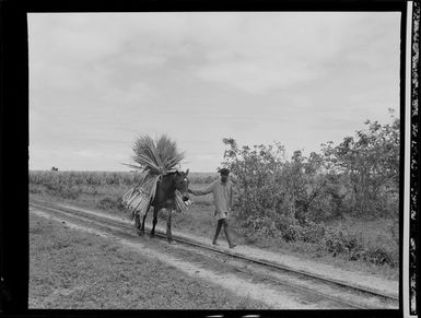 Pony carrying sugar cane being led by a young man along a railway track, sugar plantations, Lautoka, Fiji