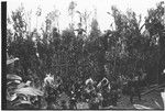 Pig festival, pig sacrifice, Tsembaga: men on ritual fence call names and clans of allies, men below present allies with bundles of salted pork