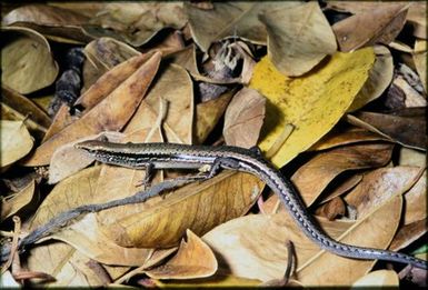 Skink sp.