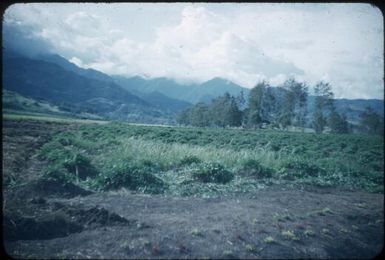 Kudjip area with casuarinas and sweet potato gardens (2) : Waghi Valley, Papua New Guinea, 1954 / Terence and Margaret Spencer