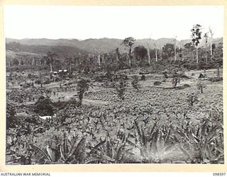 BULOLO, NEW GUINEA. 1945-10-17. THE FRUIT PLANTATION AREA, OPERATED BY MEMBERS OF 5 INDEPENDENT FARM PLATOON