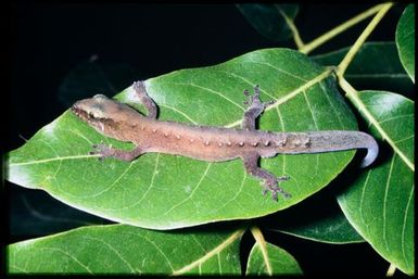 Gecko sp.