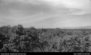 View of forest treetops