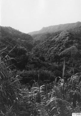 ["landskap, skog, berg, fotografi, photograph"]