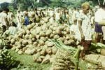 Tolai farmers stacking market garden produce for sale at Rabaul Saturday market, all such produce finds a ready sale in Rabaul, 1964