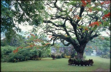 Garden and tree with red flowers