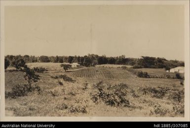 Tenant farms at Saweri, Lautoka