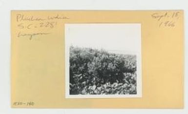 [Pluchea indica in Hawaii, envelope IE30-140]