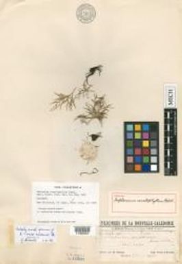 Asplenium novae-caledoniae