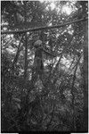 Hunting: Akis in a tree, holding machete