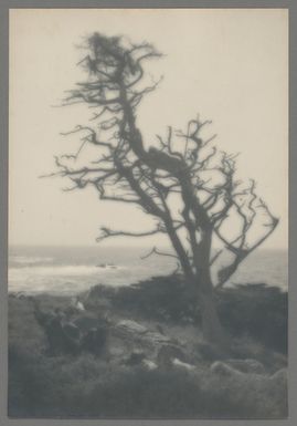 [Cypress trees - Point Lobos, Carmel-by-the-Sea]