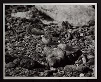 Gygis alba (Fairy tern), 1963-1968 and undated