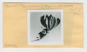 [Pittosporum in Hawaii, envelope IE29-076]