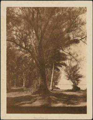 Trees in Rarotonga