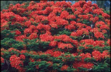 Red flowers on green bush