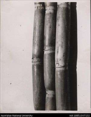 Cane samples