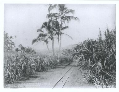 Fijian sugar field, Mango [Maqo]