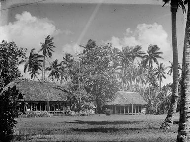 [View of two buildings set amongst tall palm trees]