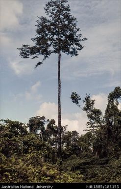 Single tree left in garden clearing