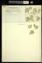 Udotea indica