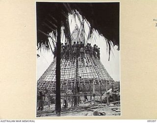 KIARIVU, WEWAK AREA, NEW GUINEA, 1945-08-12. AUSTRALIAN NEW GUINEA ADMINISTRATIVE UNIT NATIVES AT WORK ON THE CIRCULAR ROOF OF THE HUT TO BE USED AS AUSTRALIAN NEW GUINEA ADMINISTRATIVE UNIT ..