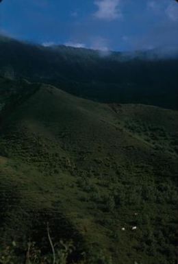 [Cows in Kauai, Untied States]
