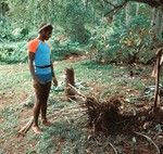 Removing Kava Plant, Waileni 2 of 3