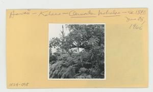[Clermontia kohalae in Hawaii, envelope IE24-098]