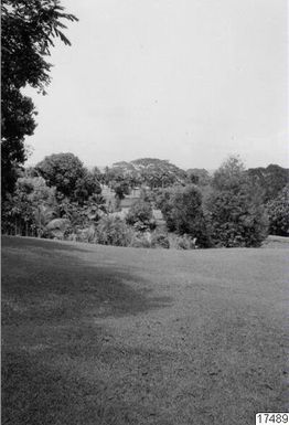 ["skog, trädgård, landskap, fotografi, photograph"]