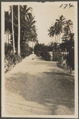 Road lined with palms, Samarai, Papua New Guinea, probably 1916