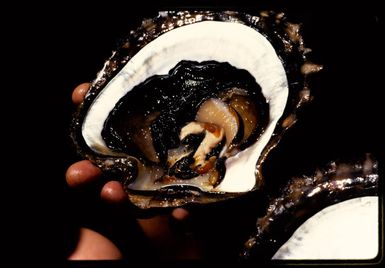 Oyster, 1971