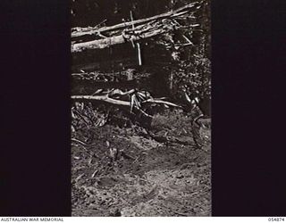 BULLDOG-WAU ROAD, NEW GUINEA, 1943-07-10. WARRANT OFFICER 2 R. B. IRVING, MILITARY HISTORY SECTION, LOOKING AT A GIANT TREE WHICH HAD TO BE CUT DOWN BY BULLDOZERS AT THE 9 MILE POINT