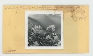 [Metrosideros in Hawaii, envelope IE24-196]