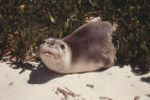 Hawaiian monk seal