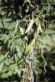 French Polynesia, vanilla bean vine growing on Moorea Island