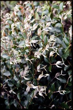 New foliage on shrub (Aeuyra)