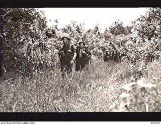 FINSCHHAFEN, NEW GUINEA. 1943-10-02. AUSTRALIAN INFANTRYMEN MOVING INTO A NEW POSITION ON THE BUMI RIVER NEAR THE COAST