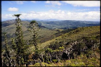 Araucaria