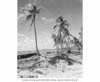 Beach showing wreckage from Operation Crossroads, on Bikini or Enyu Island, 1947