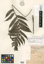 Dryopolystichum phaeostigma