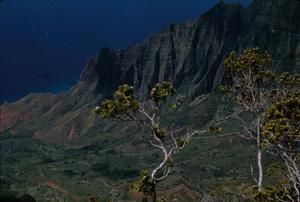 [Metrosideros in Kalalau Valley, United States]