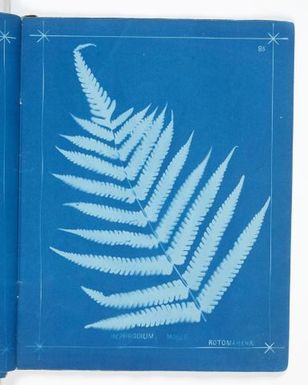 Nephrodium molle, Rotomahana. From the album: New Zealand Ferns. 148 Varieties