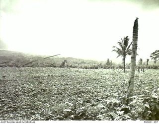 NEW IRELAND, 1945-10. CLEARED AREA WHICH PROBABLY HAD BEEN A COCONUT PLANTATION. (RNZAF OFFICIAL PHOTOGRAPH.)