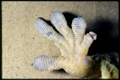 Mniarogekko chahoua