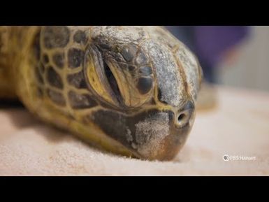 Protecting Hawaiʻi's Green Sea Turtles | Home is Here | PBS HAWAIʻI