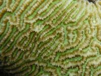 Patterns in Undersea Nature 08